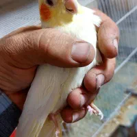 عروس هلندی .ماده بالغ|پرنده|رفسنجان, |دیوار