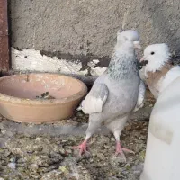 کفتر سینه ابی ماده|پرنده|مرودشت, فرهنگ|دیوار