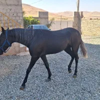 اسب|اسب و تجهیزات اسب‌سواری|سقز, |دیوار