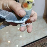 عروس هلندی