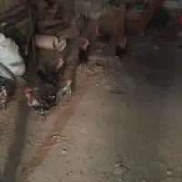 خروس لری