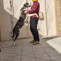 سگ الابای ترکمنستان اصیل|سگ|اصفهان, کارخانه قند اصفهان|دیوار