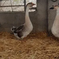 غوغاز|حیوانات مزرعه|گرگان, |دیوار