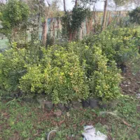 فروش شمشاد تزئین محوطه|گل و گیاه طبیعی|سیاهکل, |دیوار