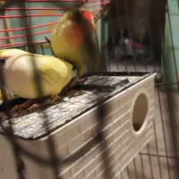 طوطی جفت روی تخم، فنج، سیره خاکی|پرنده|کرمانشاه, |دیوار