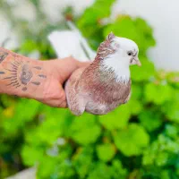 کفتر شازده زرد و هما ماده|پرنده|گرگان, |دیوار