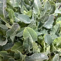 نشا انواع صیفی جات|خدمات باغبانی و درختکاری|رامشیر, |دیوار