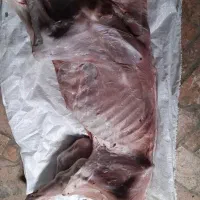 گوشت گوساله