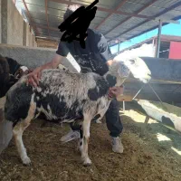 گوسفند