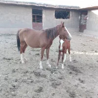 اسب مادیان با کره