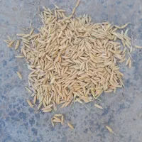 شالی طارم دم سیاه بذری کلاله