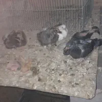 کبوتر بدرنگ  پلاکی
