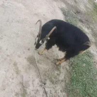 بز ماده|حیوانات مزرعه|رضوانشهر, |دیوار