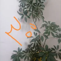 چند عدد گل طبیعی. نخ نساجی اعلا گیلویی 250|حراج|تبریز, |دیوار