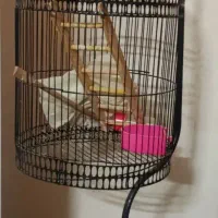 قفس ایستاده