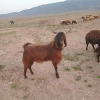 تکه ۲ساله