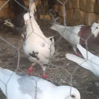 کفتر،کبوتر|پرنده|شیراز, اکبر آباد|دیوار