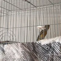 قناری شلاقی مست|پرنده|اصفهان, فرح آباد|دیوار