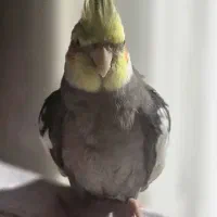 عروس هلندیم گمشده