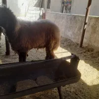 قوچ ، بره قوچی ، میش ، بره نر|حیوانات مزرعه|شیراز, بید زرد|دیوار