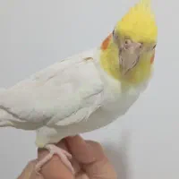 عروس هلندی نر