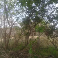 فروش چندقطعه زمین باغشهری وکشاورزی