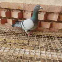 عراق 2025|حیوانات|اهواز, منازل کارون|دیوار