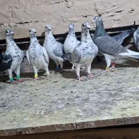 کبوتر پلاکی  سوسکی