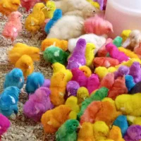 جوجه رنگی|حیوانات مزرعه|شیروان (خراسان), |دیوار