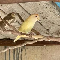 طوطی برزیلی بالغ