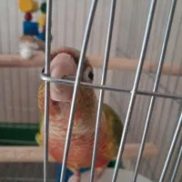 طوطی گرینچیک|پرنده|ابهر, |دیوار