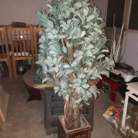 درختچه زیبا