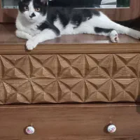 گربه خونگی ارزان