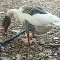 3تا غاز|حیوانات مزرعه|یاسوج, |دیوار