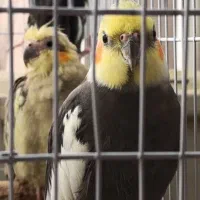 دو عدد عروس هلندی نر و ماده|پرنده|فردیس, سرحدی|دیوار