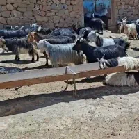 صد راس بز داشتی