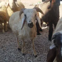 ۱۲بره سبک صادراتی قوچ و بز