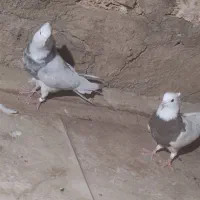 رنگی معاوضه|پرنده|مسجد سلیمان, |دیوار
