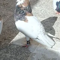 طوقی لک دار نر کفتر