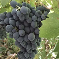 انگور رشه کردستان مستقیم از باغ طبیعی و شیرین