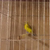 یاسمین ، قناری ، سهره ، فنچ