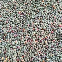 بنه پسته وحشی