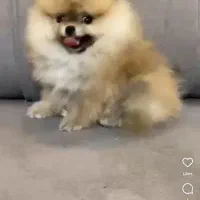 معاوضه یا فروش پامرخرسی بو فیس|سگ|سیرجان, |دیوار