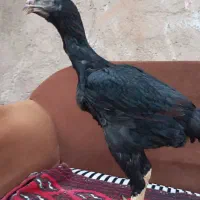 مرغ لاری|حیوانات مزرعه|خرمدشت, |دیوار