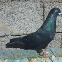 رنگی|پرنده|خرمشهر, |دیوار