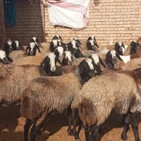 گوسفندشال اصیل ۱|حیوانات مزرعه|سیرجان, |دیوار