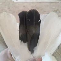 کفتر یا کبوتر|پرنده|قلعه نو, |دیوار