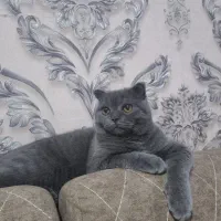 اسکاتیش فولد