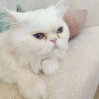 گربه ی پرشین در جم