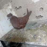 کفتر جونه ماده سرخ